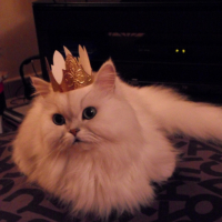 Mon chat est un Prince!