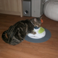 Photo #219242 de Tommy