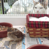 Photo #219275 de Vanille