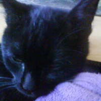 Photo #219295 de Shadow