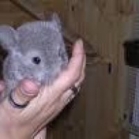 Photo #219302 de Moumoute