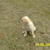 Alaska 1ere rencontre - 6 semaines - 06-sep-05
