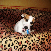 Photo #219334 de Jack