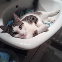 Photo #219343 de Enzo