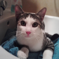 Photo #219345 de Enzo