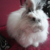 Photo #219353 de Poupette