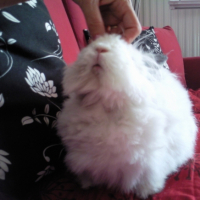 Photo #219354 de Poupette