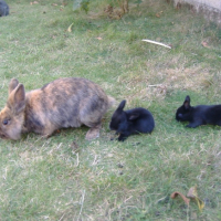 Photo #219358 de Bouly