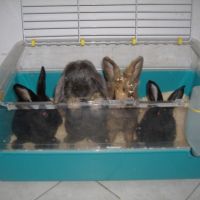Photo #219361 de Dumbo