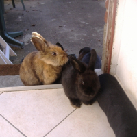 Photo #219367 de Speedy