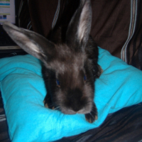Photo #219368 de Speedy