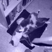 Photo #219403 de Erzats