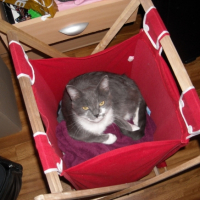 Photo #219404 de Erzats