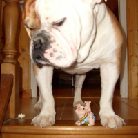Photo #219431 de Bruce