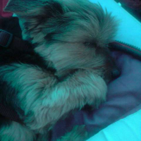 Photo #219435 de Minie