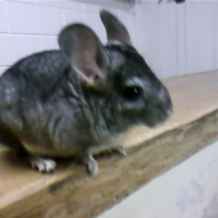 Photo #219454 de Smith