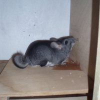 Photo #219456 de Smith