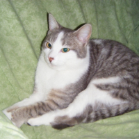 Photo #219472 de Domino