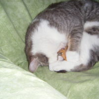 Photo #219474 de Domino