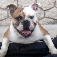 Photo #219487 de Bruce