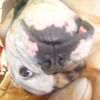 Photo #219489 de Bruce