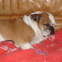 Photo #219492 de Bruce