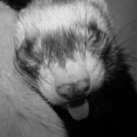 Photo #219543 de Fuinette