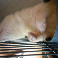 Photo #219546 de Sweeny