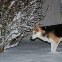 Photo #219591 de Malko
