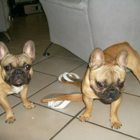 Photo #219603 de Ginger