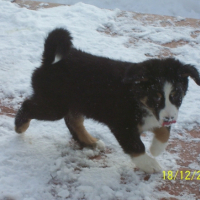 Photo #219658 de Jasmine
