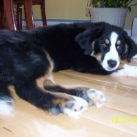 Photo #219665 de Jasmine