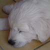 Mon LOULOU