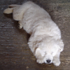 Cooper au repos