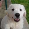 Cooper 