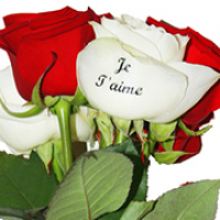 Photo #219709 de Alumette