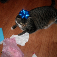 Photo #219763 de Ti-bob