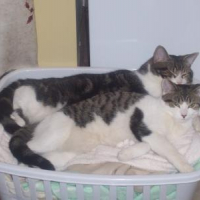 Photo #219766 de Ti-bob