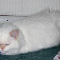 Photo #219774 de Nuage