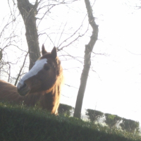 Photo #219784 de Dirlande