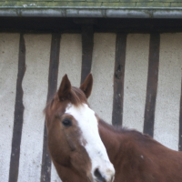 Photo #219786 de Dirlande