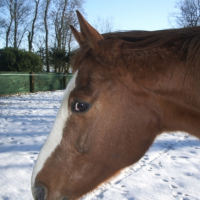 Photo #219789 de Dirlande