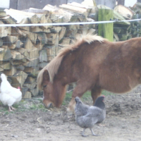 Photo #219795 de Doudou