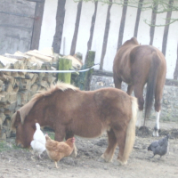 Photo #219796 de Doudou