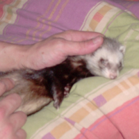 Photo #219836 de La vrille