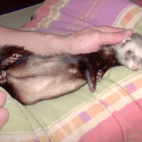 Photo #219837 de La vrille