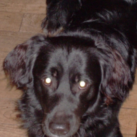 Photo #219851 de Shepa
