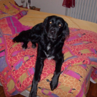 Photo #219852 de Shepa