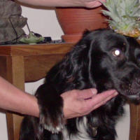 Photo #219853 de Shepa