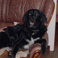 Photo #219856 de Shepa